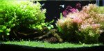 画像5: 【最新仕様】RGB系フルスペクトル 24W型 超高輝度特殊デュアルチップLED搭載ランプ Lighting Master 24DCII【RGBホワイト】観葉植物・多肉植物・淡水魚・水草・アクアリウム用 (5)
